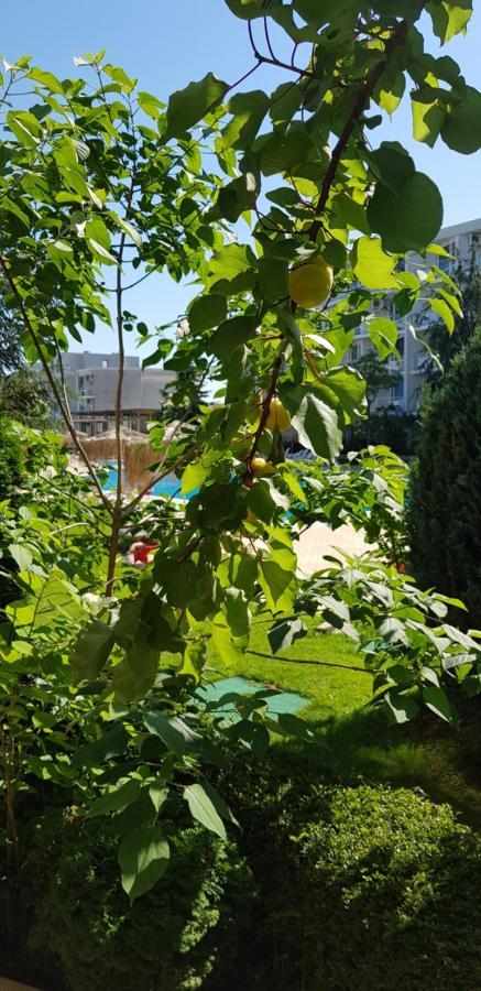 Apartment With Green Terrace بورغاس المظهر الخارجي الصورة